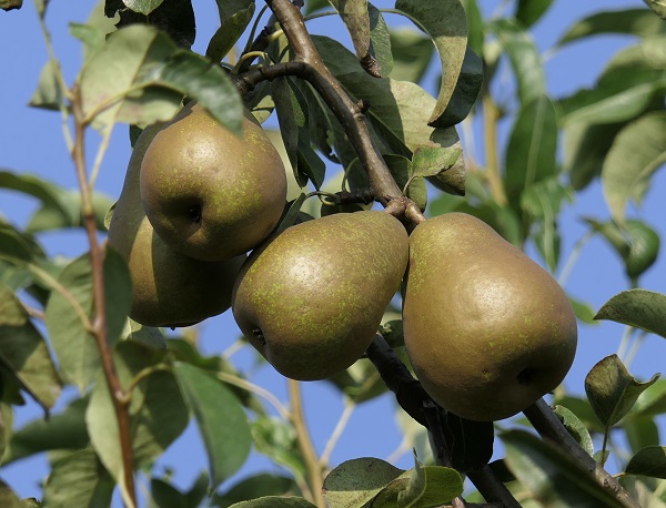 Obsthof Cordes - Fruchtfoto Triumph von Vienne